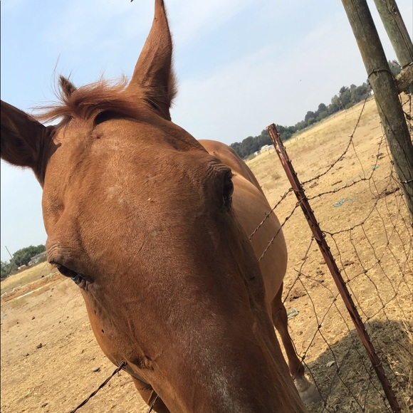 Meet your Posher, Marli - Picture 1 of 1